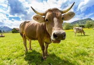 Σκωτία: Επιβεβαιώθηκε κρούσμα της νόσου των τρελών αγελάδων σε φάρμα