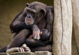 Ισπανία: Συγκινεί μαμά χιμπατζής – Κουβαλά το νεκρό μωρό της στην αγκαλιά επί 3 μήνες