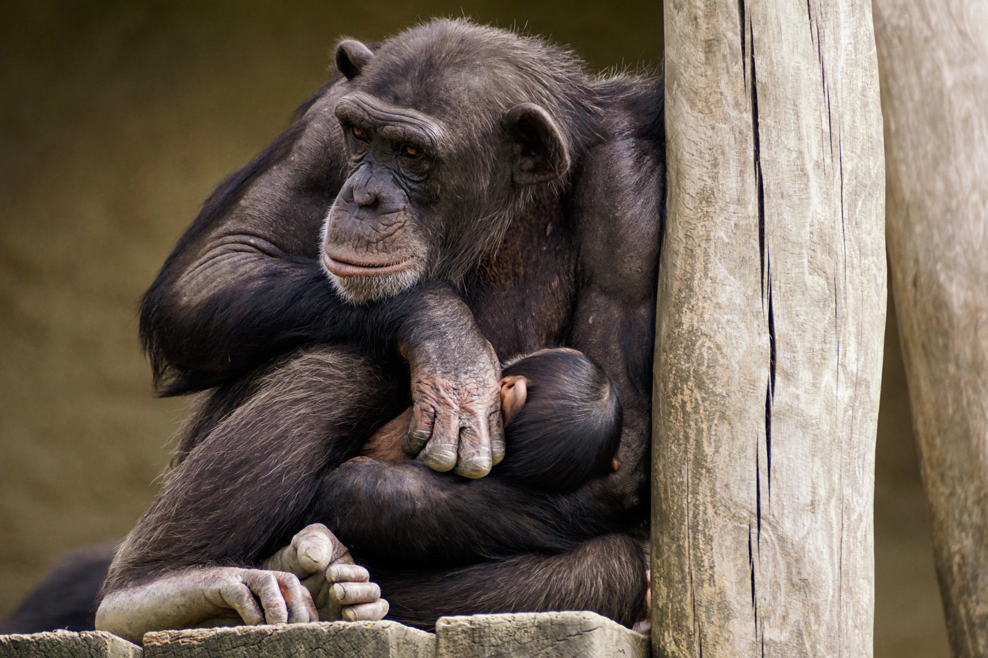 Ισπανία: Συγκινεί μαμά χιμπατζής - Κουβαλά το νεκρό μωρό της στην αγκαλιά επί 3 μήνες
