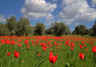 Πάσχα: Το εμβατήριο της χαράς