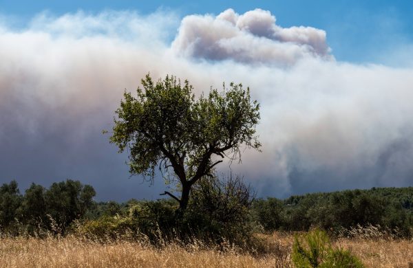 Ενισχύονται οι φόβοι για πύρινο εφιάλτη το καλοκαίρι – Συναγερμός από τα μετεωρολογικά στοιχεία