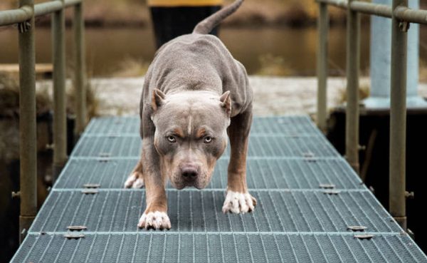 Θεσσαλονίκη: Ελεύθερος ο 47χρονος που κατηγορείται για την επίθεση πίτμπουλ σε ιδιοκτήτρια σκύλου