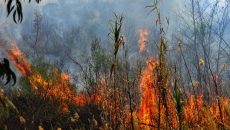 Συναγερμός για πυρκαγιά στην Αγία Τριάδα Βοιωτίας – Στη μάχη της κατάσβεσης και εναέρια μέσα