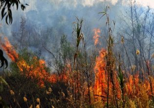 Έβρος: Φωτιά σε εργοστάσιο ξυλείας – Μεγάλη η κινητοποίηση της Πυροσβεστικής