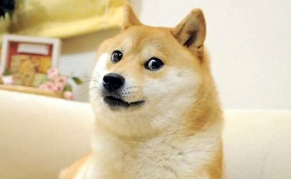 Kabosu: Πέθανε η σκυλίτσα που έγινε meme, κρυπτονόμισμα και πρόσωπο του Twitter