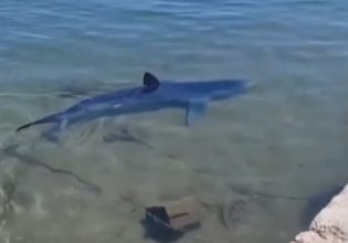 Γλυφάδα: Τι λέει ερευνήτρια του ινστιτούτου «Αρχιπέλαγος» για την εμφάνιση του γαλάζιου καρχαρία