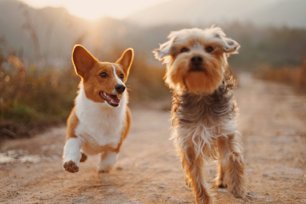 Η στιγμή που δύο σκυλιά βοηθούν την ιδιοκτήτριά τους ενώ παθαίνει κρίση επιληψίας