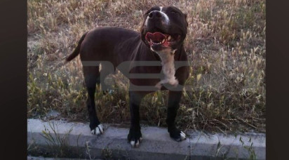 «Μου άρπαξε τον αγκώνα και μου έβγαλε το κρέας»-Πώς περιγράφει η γυναίκα την επίθεση που δέχθηκε από πιτμπουλ