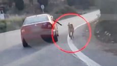 Ναύπλιο: Βίντεο με συνοδηγό ΙΧ να τρέχει το σκυλί του με λουρί έξω από το όχημα