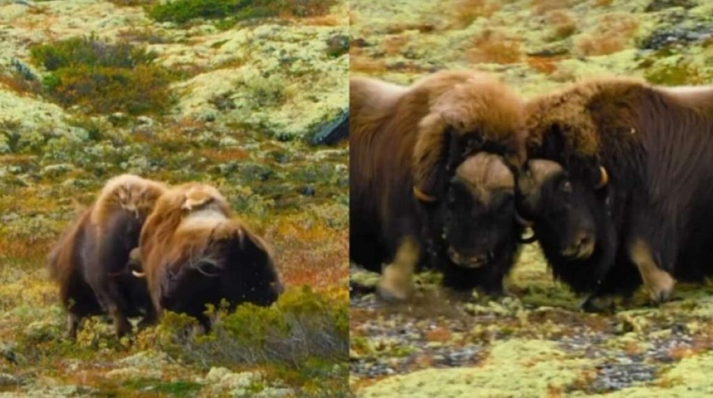 Viral βίντεο από τη μάχη δύο ταύρων – Ο εκκωφαντικός θόρυβος της σύγκρουσης