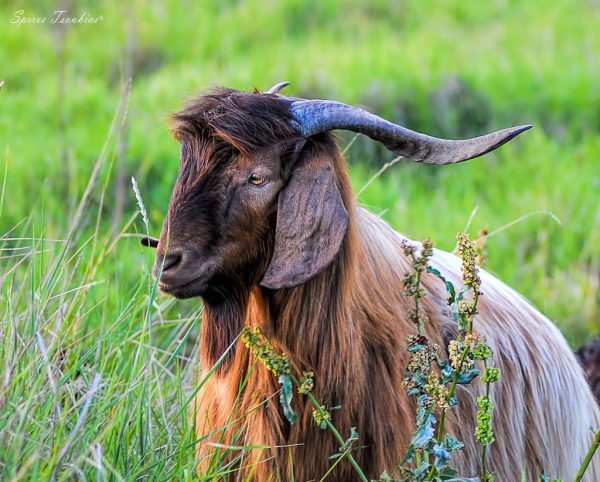 Τράγος χτύπησε 80χρονη στη Λαμία – Κατέληξε από σπάνια επιπλοκή λοίμωξης