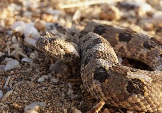 Πάτρα: Σε κρίσιμη κατάσταση 50χρονος έπειτα από δάγκωμα οχιάς – Υπέστη αιμορραγικό σοκ