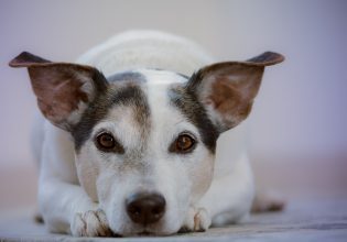 Ο σκύλος είναι «εκδικητικός τύπος» – Πόσο τον αδικούμε;