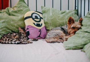 Ανακαλύψτε τις θεραπευτικές ιδιότητες του γαϊδουράγκαθου στον σκύλο και στη γάτα