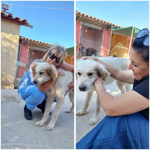 Οι εννέα εθελόντριες που φροντίζουν αδέσποτα ζώα έχουν την ανάγκη μας