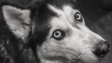 Puppy mills: Η εκμετάλλευση των σκύλων από τους παράνομους εκτροφείς για τον εύκολο πλουτισμό τους
