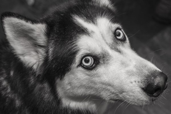 Puppy mills: Η εκμετάλλευση των σκύλων από τους παράνομους εκτροφείς για τον εύκολο πλουτισμό τους