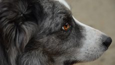 Κίτρινη κορδέλα: Η σιωπηρή συνεννόηση μεταξύ των κηδεμόνων σκύλων και φιλόζωων