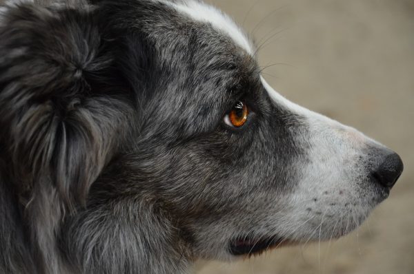 Κίτρινη κορδέλα: Η σιωπηρή συνεννόηση μεταξύ των κηδεμόνων σκύλων και φιλόζωων