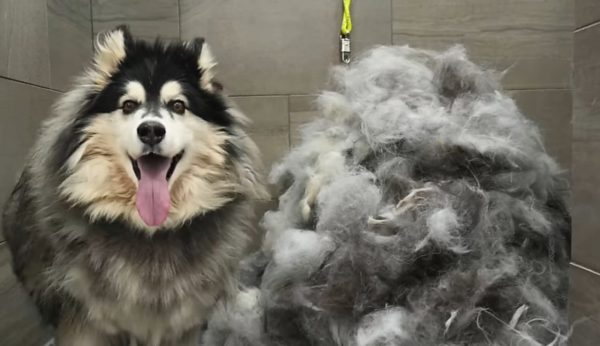 Καλλωπισμός σκύλου: Δεν γίνεται μόνο για να έχει ωραία εμφάνιση, αλλά και καλή υγεία