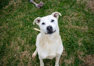 Γκλόρια: Η σκυλίτσα που αργοπέθαινε, σώθηκε και περιμένει την αγάπη μας