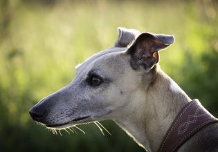 Μπορεί ένας ενήλικος σκύλος που νιώθει άβολα με διάφορα ερεθίσματα να τα ξεπεράσει; – Τι λένε οι ειδικοί