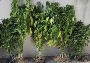 Θεσσαλονίκη: Καλλιεργούσε σε… γλάστρες 143 δενδρύλλια κάνναβης