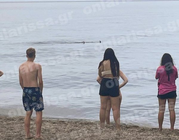 Βασιλική ζαργάνα το καρχαριοειδές που τρόμαξε λουόμενους στη Λάρισα