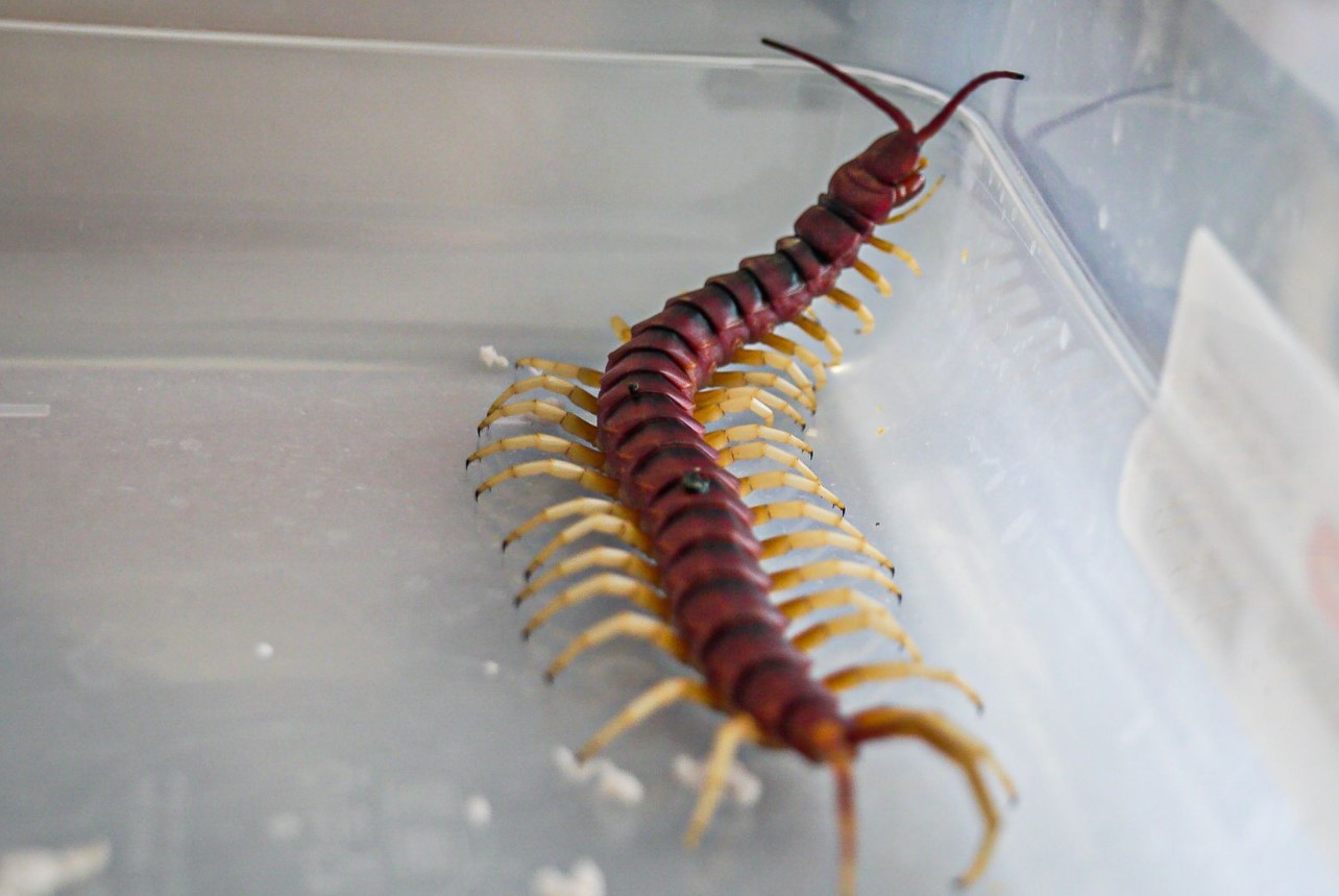 Περού: Κατασχέθηκαν σαρανταποδαρούσες και ταραντούλες της Αμαζονίας οι οποίες προορίζονταν για λαθρεμπόριο