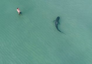 ΗΠΑ: Ειδικοί διερευνούν την επίθεση καρχαρία σε κολυμβητή κοντά στο Σαν Ντιέγκο