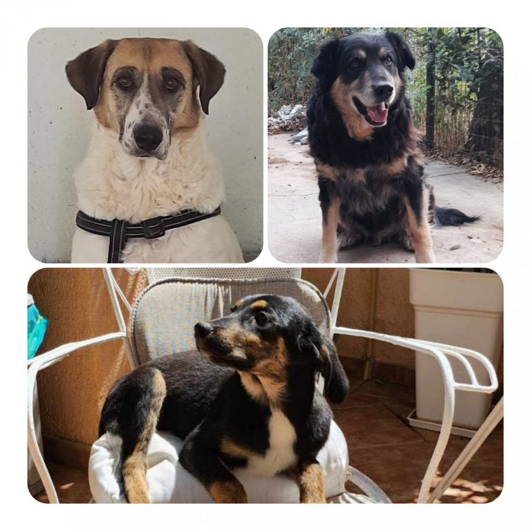 Ανοίγουμε την πόρτα του σπιτιού μας στον Μουτζούρη, στη Λίνα και στη Ρόζα