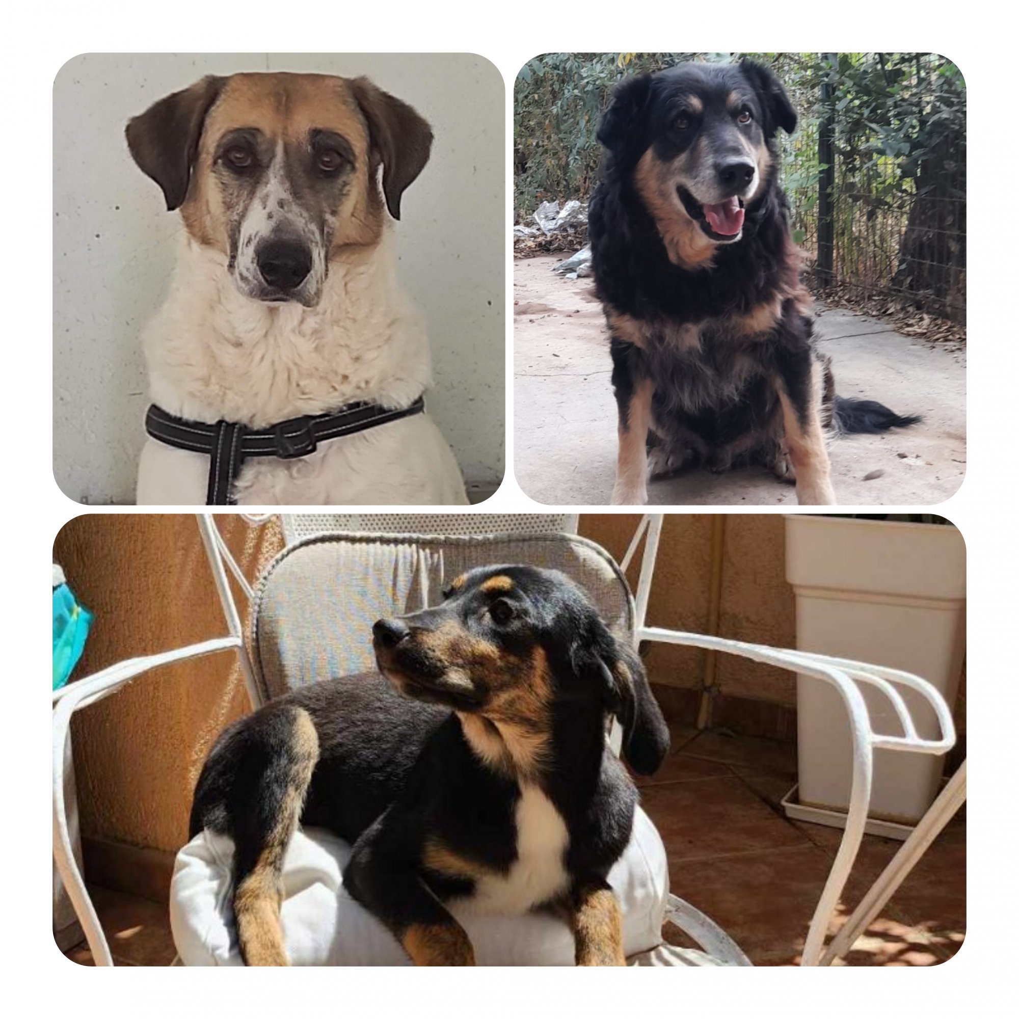 Ανοίγουμε την πόρτα του σπιτιού μας στον Μουτζούρη, στη Λίνα και στη Ρόζα