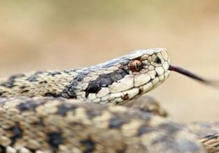 Λάρισα: Τρόμος σε διαμέρισμα – Άνδρας βρήκε φίδι στην μπανιέρα του