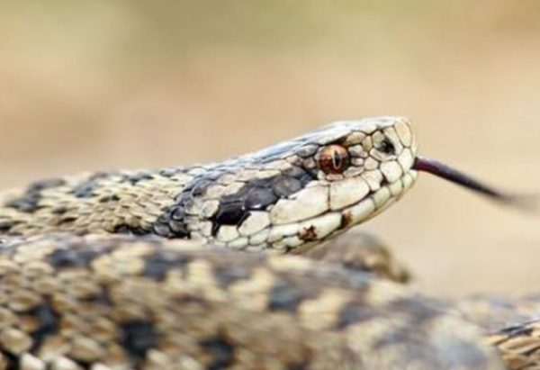 Λάρισα: Τρόμος σε διαμέρισμα – Άνδρας βρήκε φίδι στην μπανιέρα του