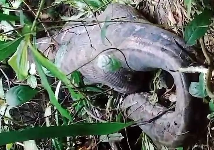 Ινδονησία: Πύθωνας 5 μέτρων καταβρόχθισε γυναίκα – Σκληρές εικόνες