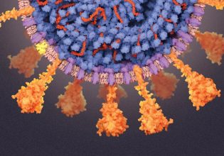 Covid: Η φυσική λοίμωξη δείχνει να προστατεύει από το κοινό κρυολόγημα