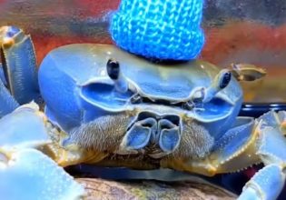 Viral: Η Χάουι η καβουρίνα συνεννοείται με νοήματα και βγαίνει βόλτα με λουρί!