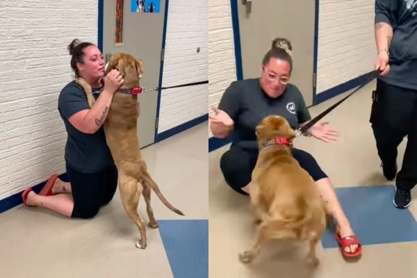 Η συγκινητική στιγμή που γυναίκα βλέπει ξανά τον σκύλο της 2 χρόνια μετά την εξαφάνισή του