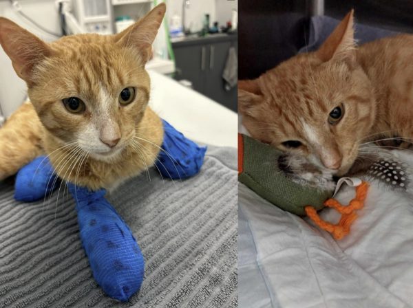 Θεσσαλονίκη – Ακρωτηριασμός γάτου: Εισαγγελική έρευνα για την βάναυση κακοποίηση