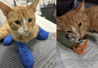 Θεσσαλονίκη – Ακρωτηριασμός γάτου: Μήνυση κατά αγνώστων – «Άνθρωπος έκοψε τα τρία του πόδια»