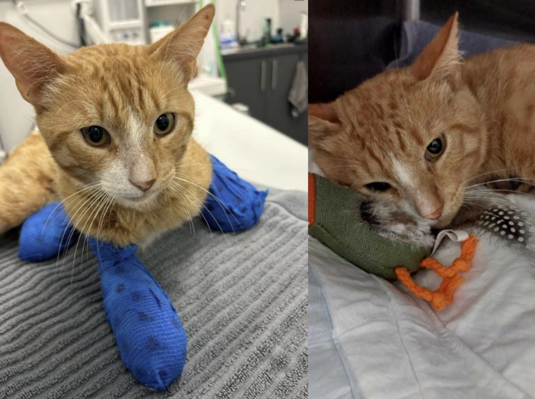 Θεσσαλονίκη – Ακρωτηριασμός γάτου: Μήνυση κατά αγνώστων – «Άνθρωπος έκοψε τα τρία του πόδια»