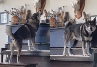Βίντεο: Viral o σκύλος που παίζει πιάνο και… τραγουδά