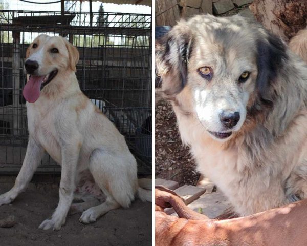 Κριστίν και Όλαφ: Γίνεται δύο αδεσποτάκια με χρυσή καρδιά να μην έχουν οικογένεια;