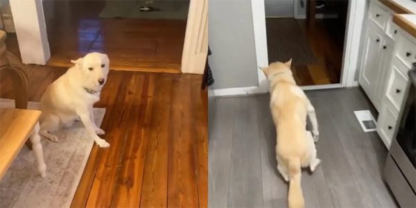 Ο σκύλος είχε… ντέρτια και «κατέβασε» ολόκληρο μπουκάλι