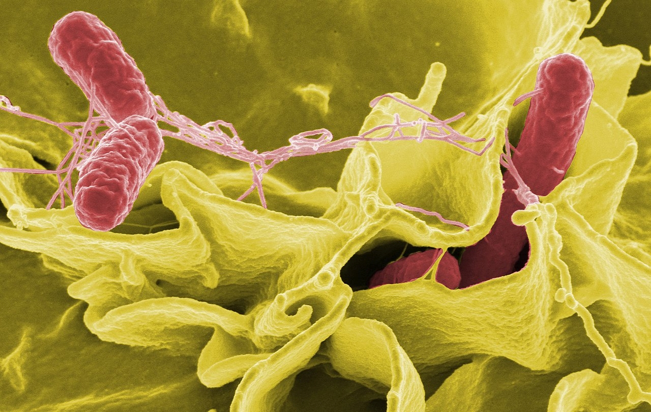Μαγνησία: Τι είναι και πώς μεταδίδεται το βακτήριο της σαλμονέλας