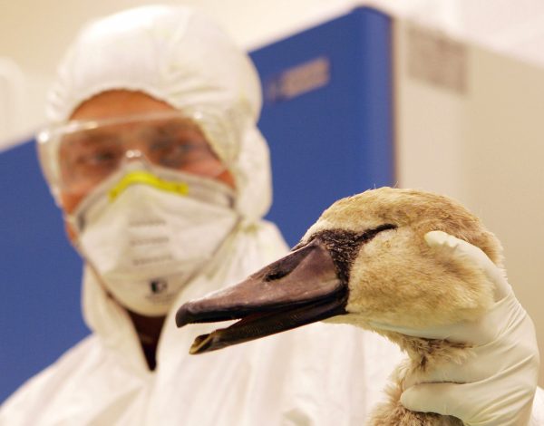 Γρίπη των πτηνών: Το δυστοπικό σενάριο μιας μαζικής μετάδοσης σε ανθρώπους