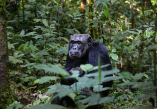 Οι άρρωστοι χιμπατζήδες παίρνουν αντιβιοτικά που βρίσκουν στα φυτά!