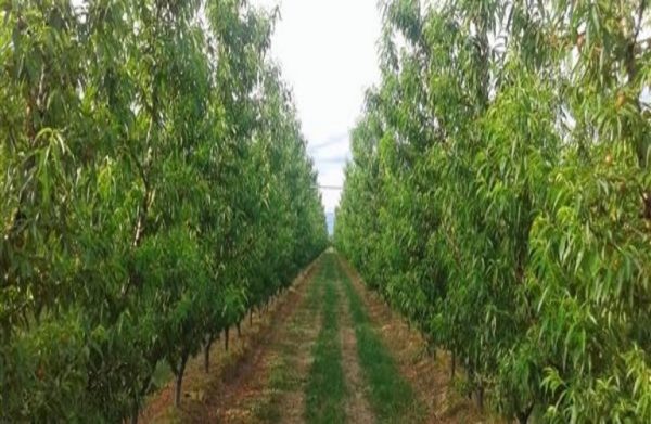 ΠΑΑ: Παράταση στις δηλώσεις εφαρμογής για τις δασώσεις