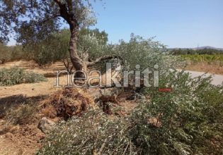 Κρήτη: Θανατηφόρο τροχαίο στο Ηράκλειο – Αυτοκίνητο έπεσε σε ελιά, νεκρός 20χρονος