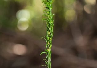 Αυτό το μικρό φυτό έχει το μεγαλύτερο γονιδίωμα στον κόσμο